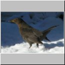 Turdus merula - Amsel w03.jpg